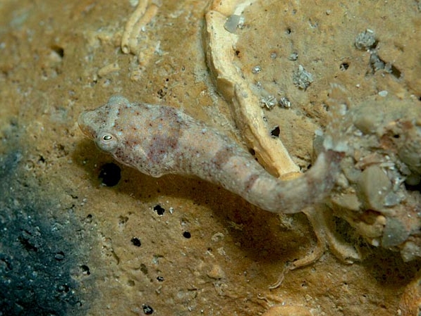 Apletodon incognitus (Succiascoglio minimo)